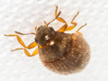 Simplocaria semistriata